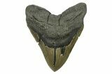 Serrated, Fossil Megalodon Tooth - North Carolina #275523-1